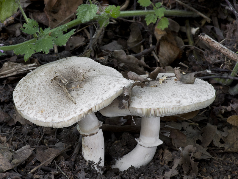 Leucoagaricus barssii